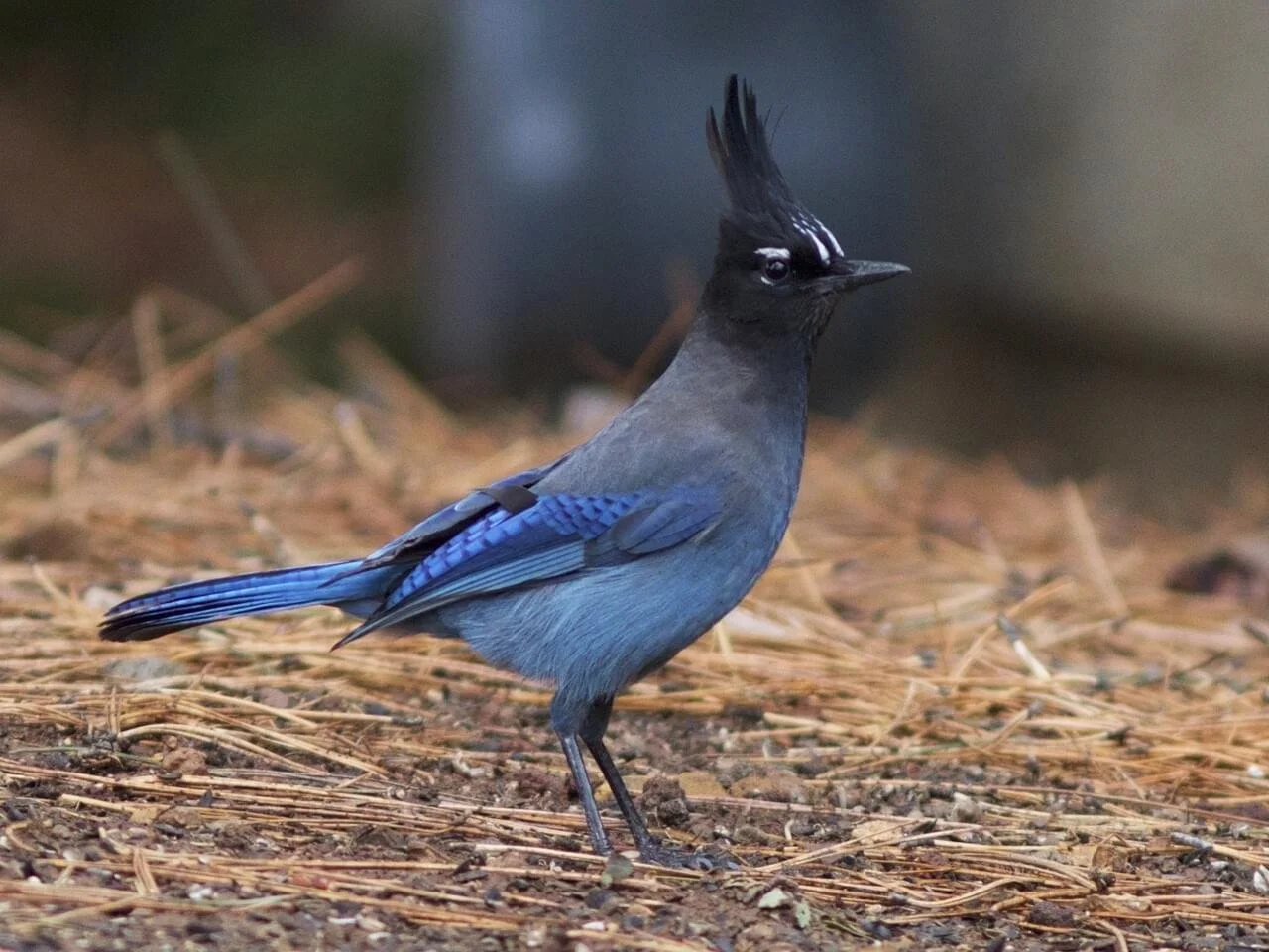 Adult