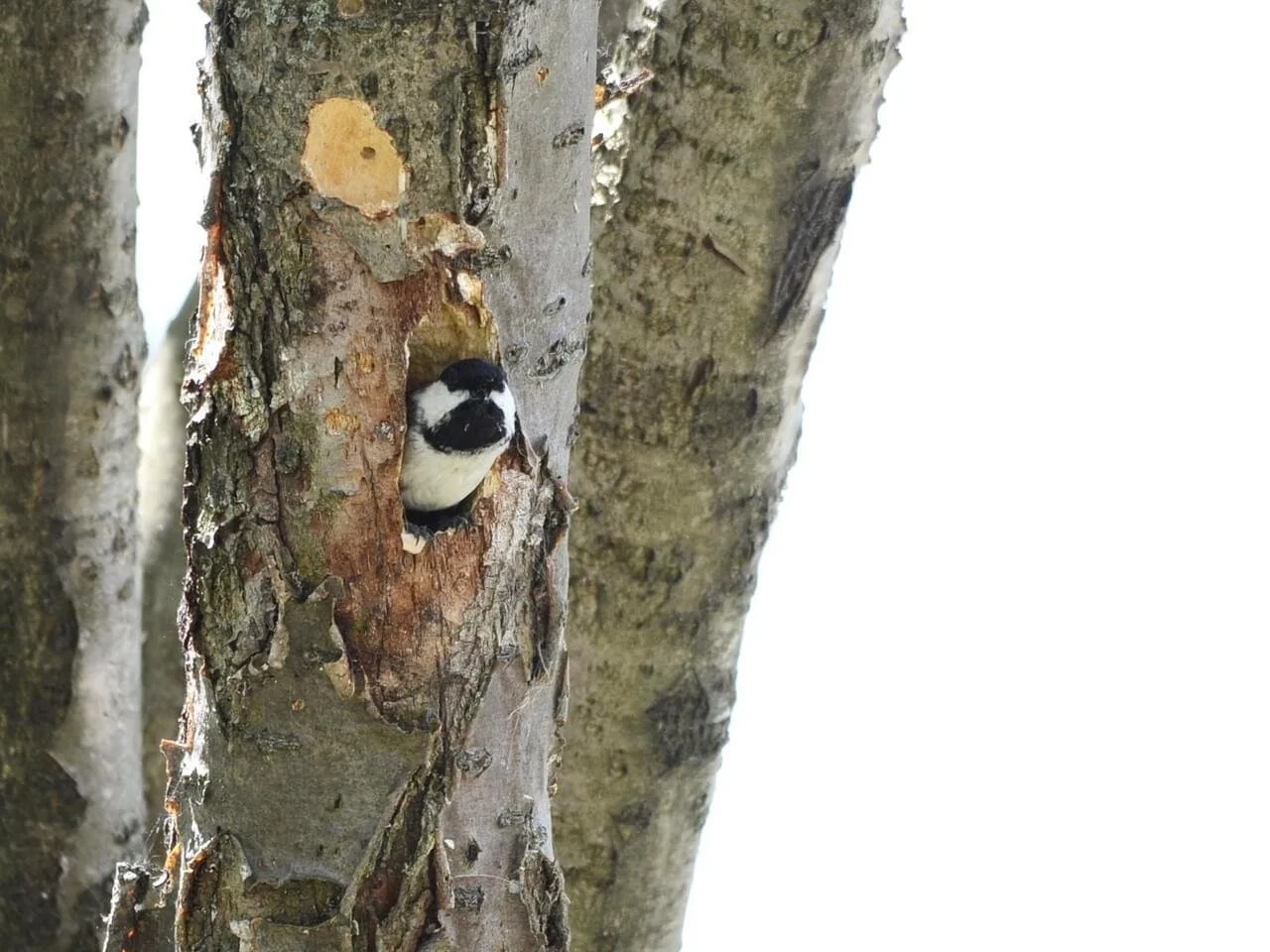 On Nest