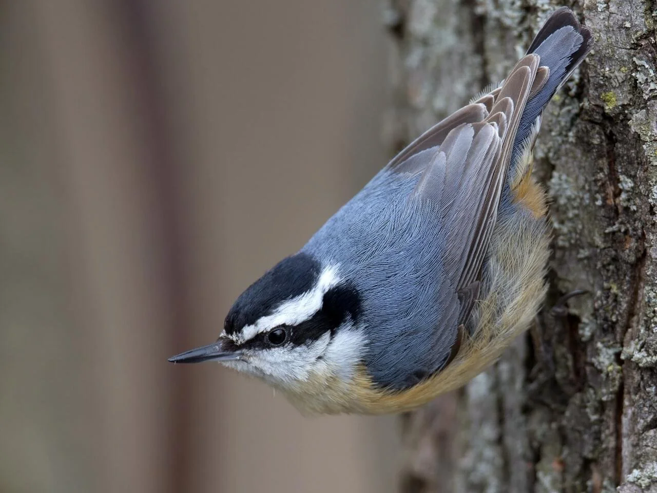 Female