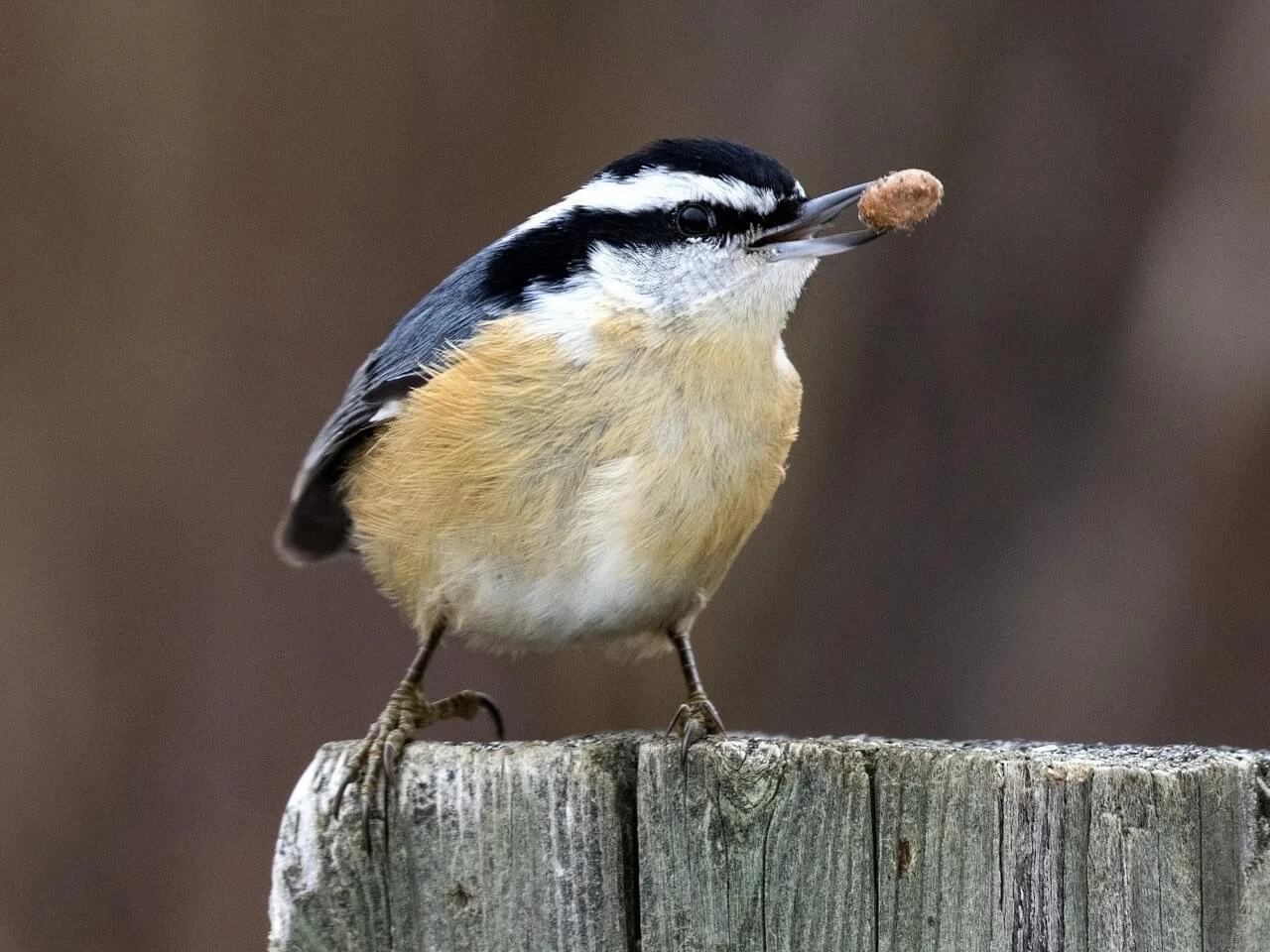 Female
