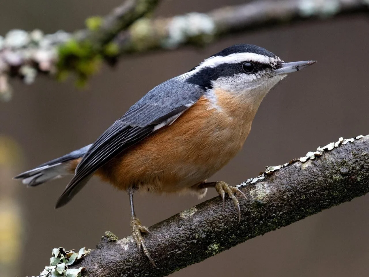 Male