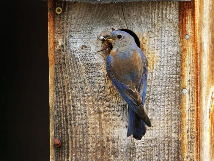Male with Nest