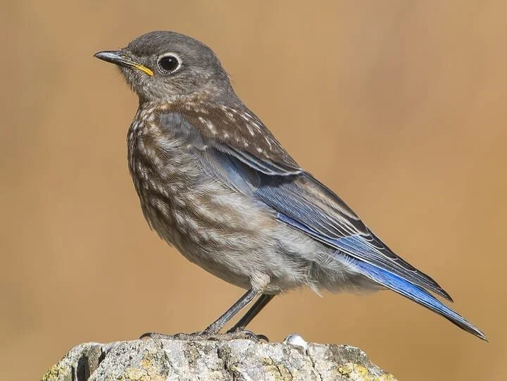 Juvenile