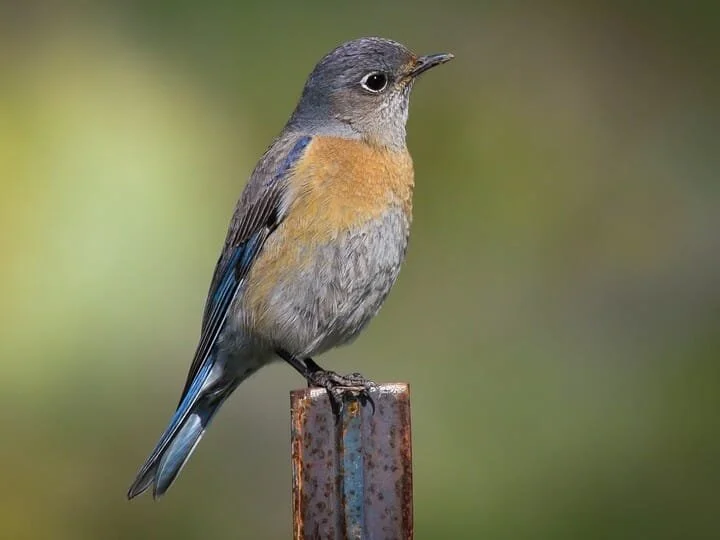 Female
