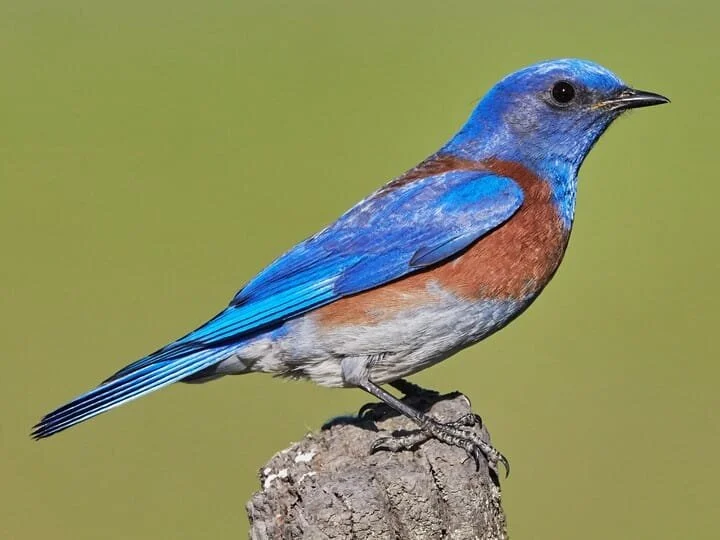 Male