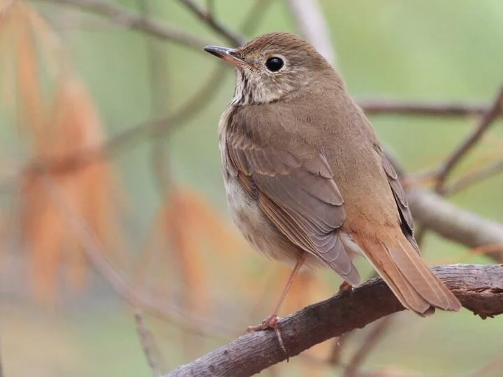 Adult