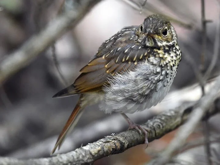 Juvenile