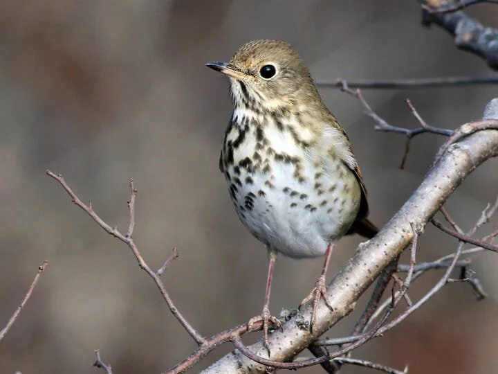 Adult