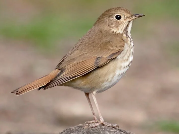 Adult