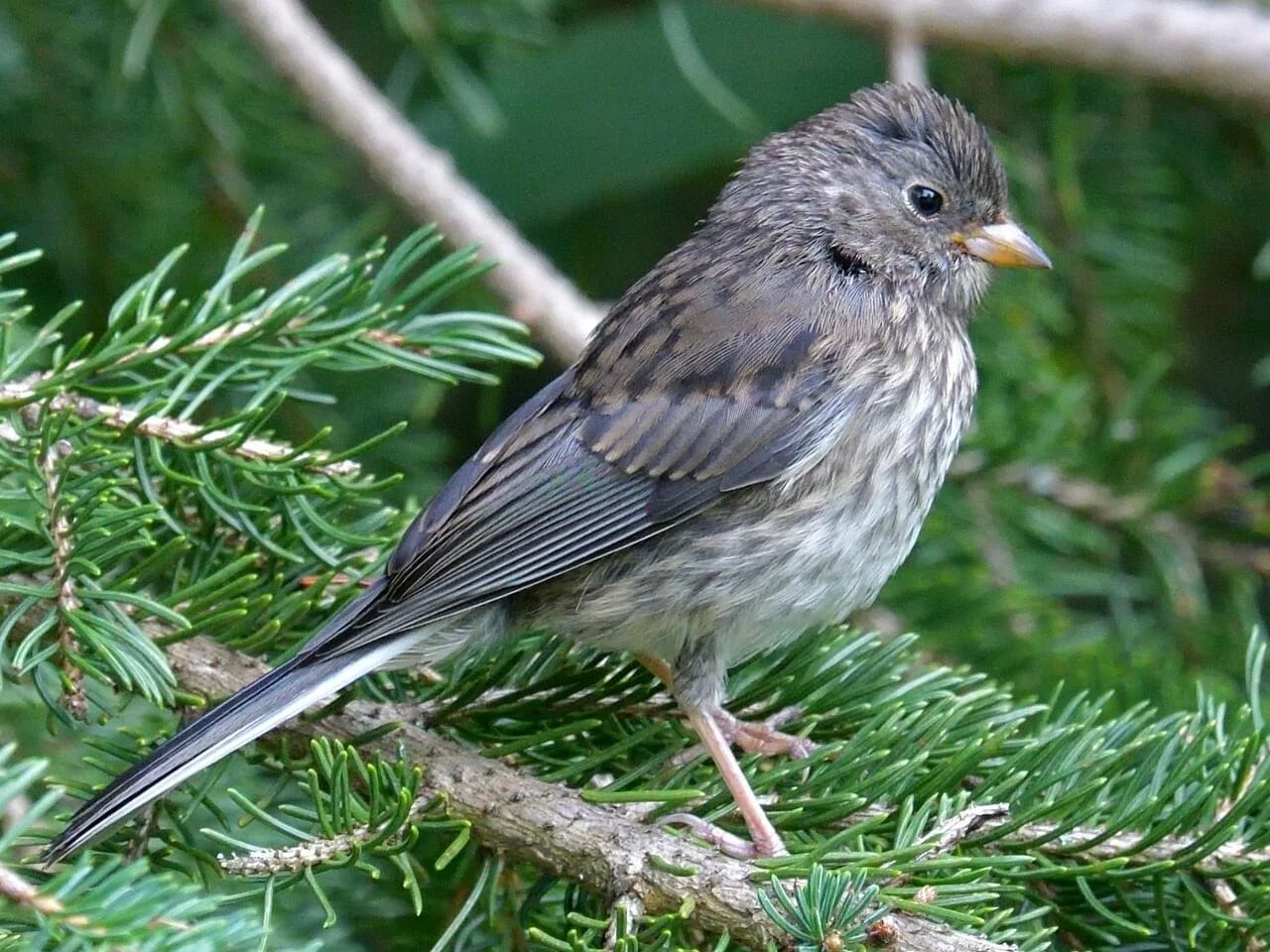 Juvenile (Oregon)