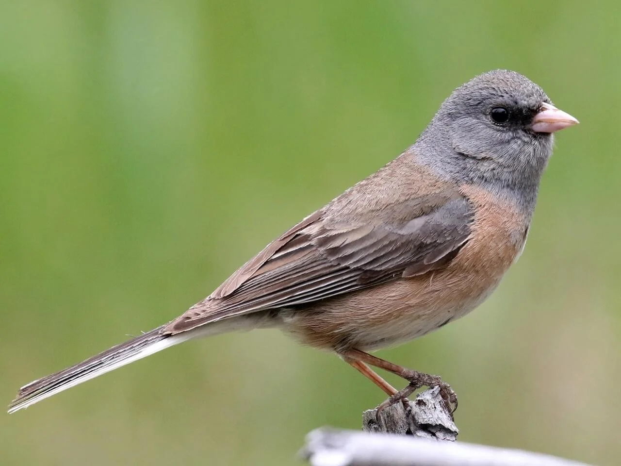 Pink-sided
