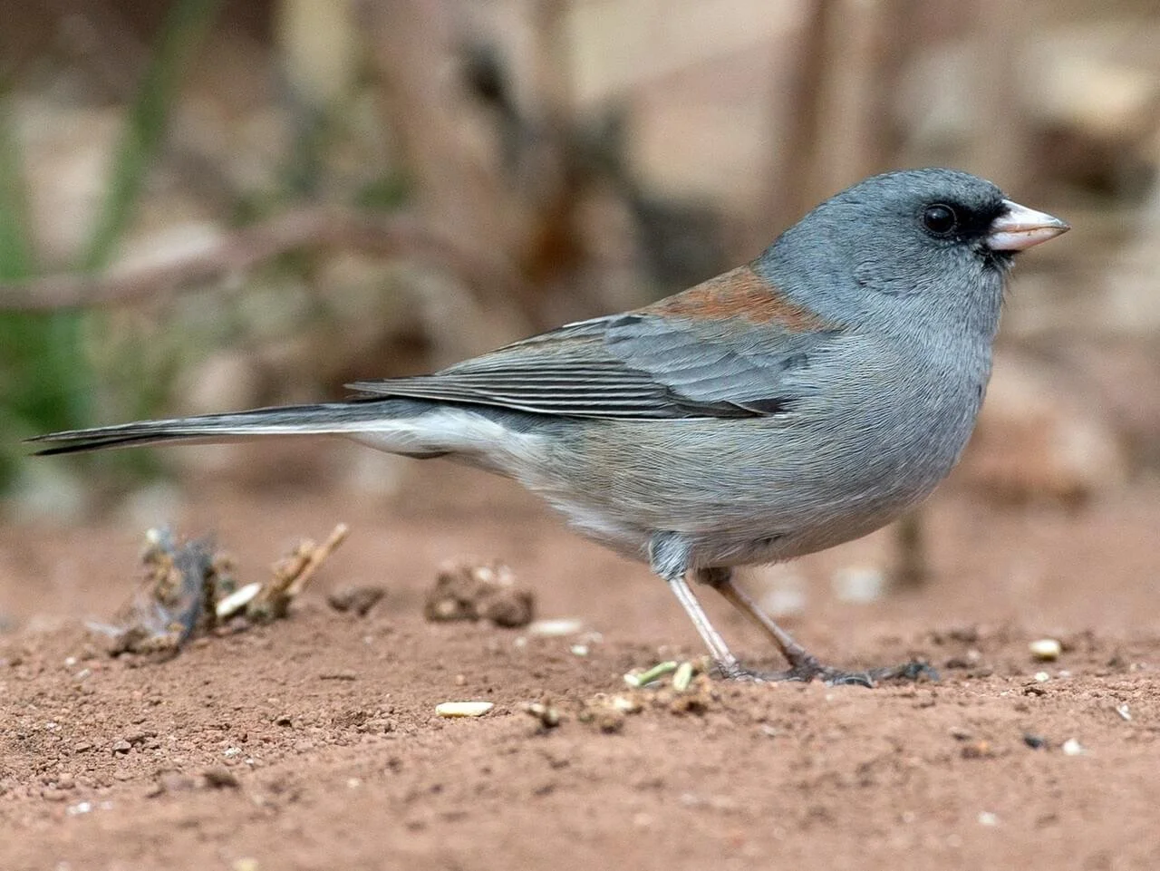 Gray-headed