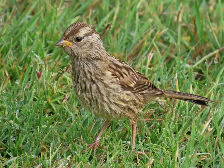 Juvenile