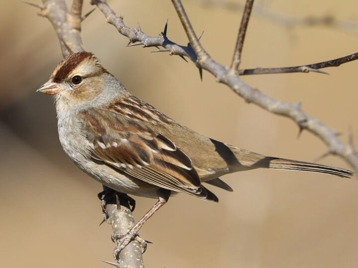 Immature (dark-lored)