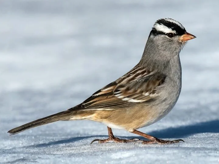 Adult (dark-lored / Mountain)