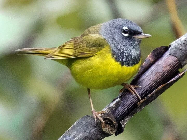 Adult Male