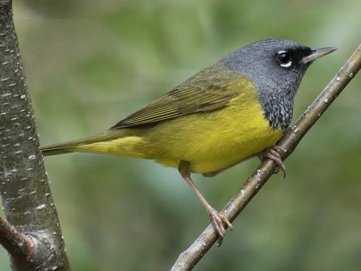 Adult Male