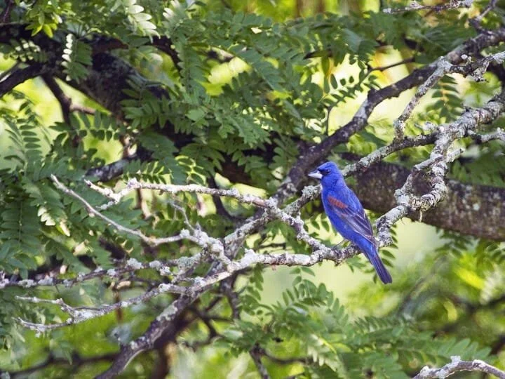 Breeding Male