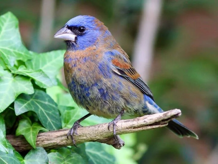 Non-breeding Male