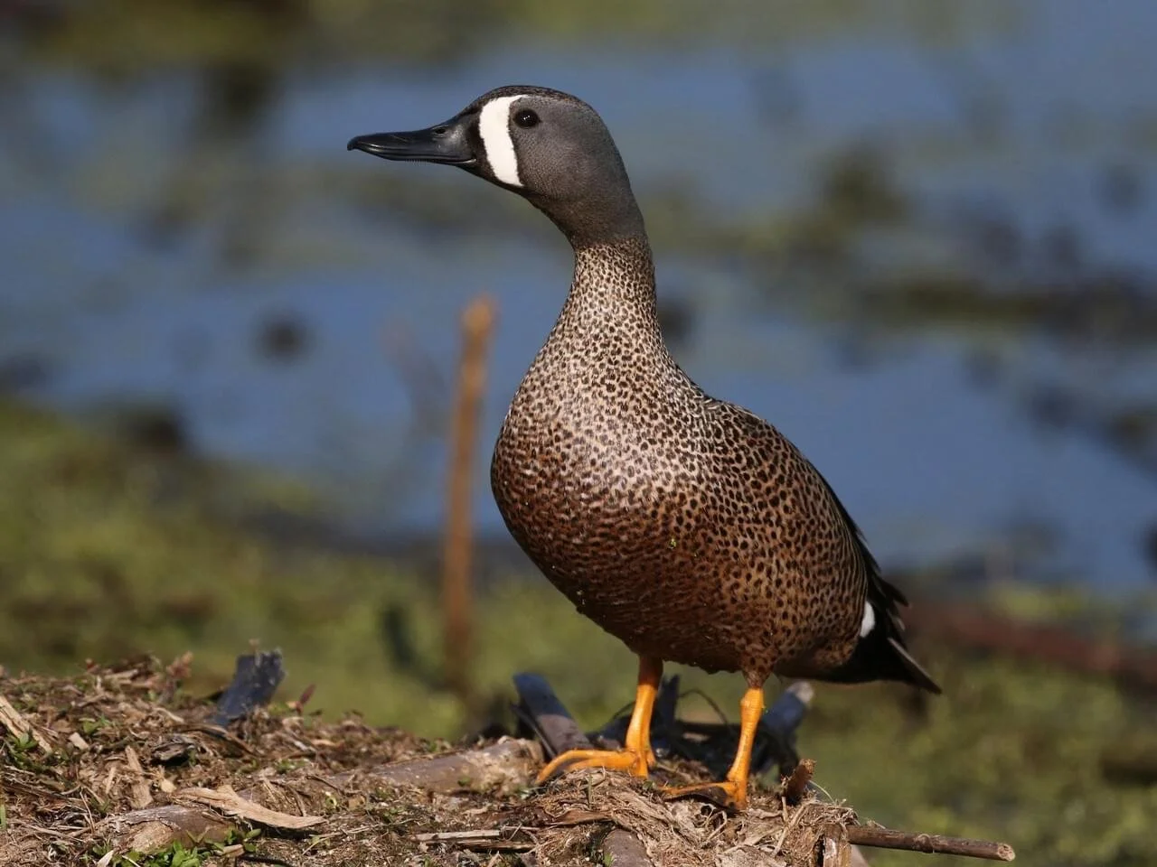 Male
