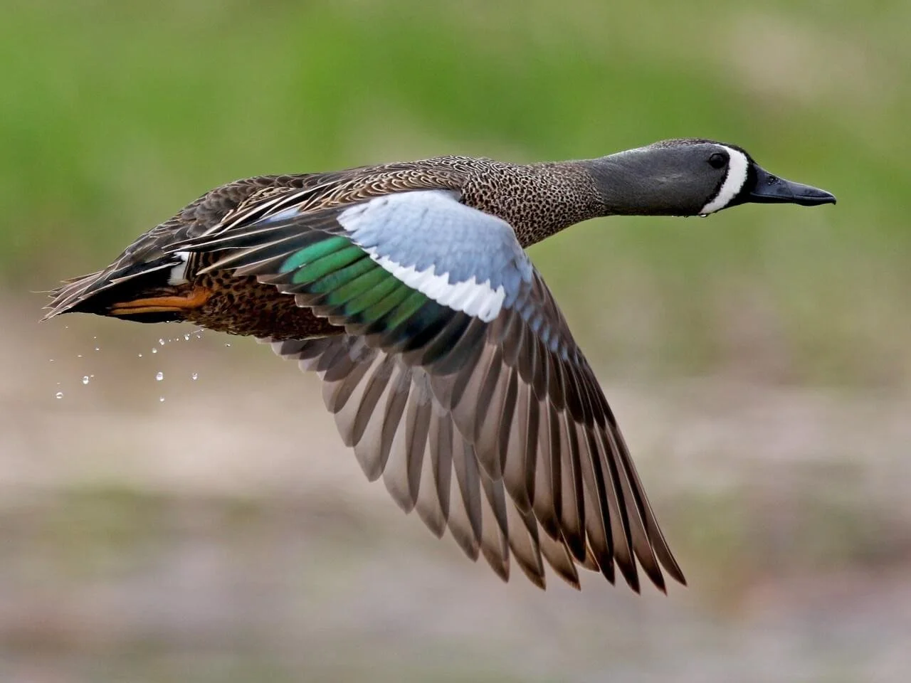 Male in Flight