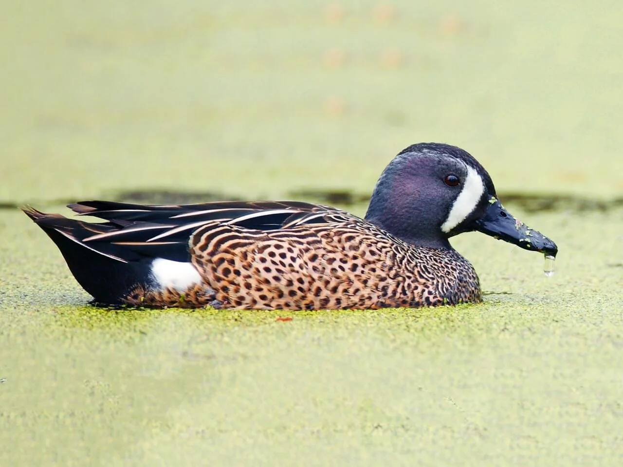 Male