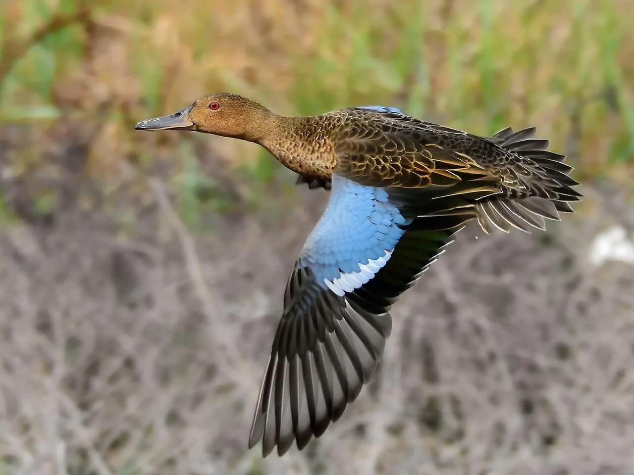Eclipse Male in Flight