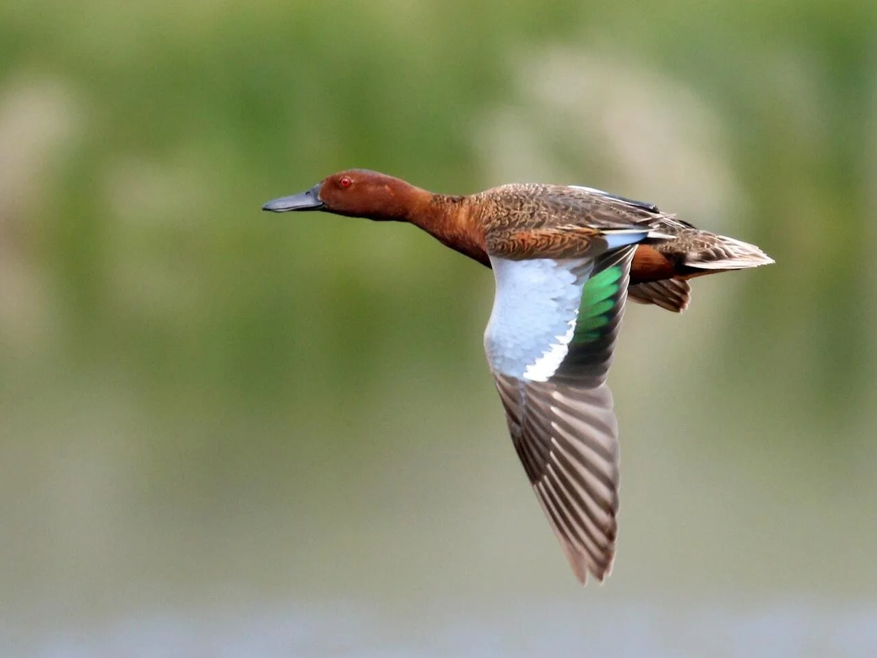 Breeding Male in Flight