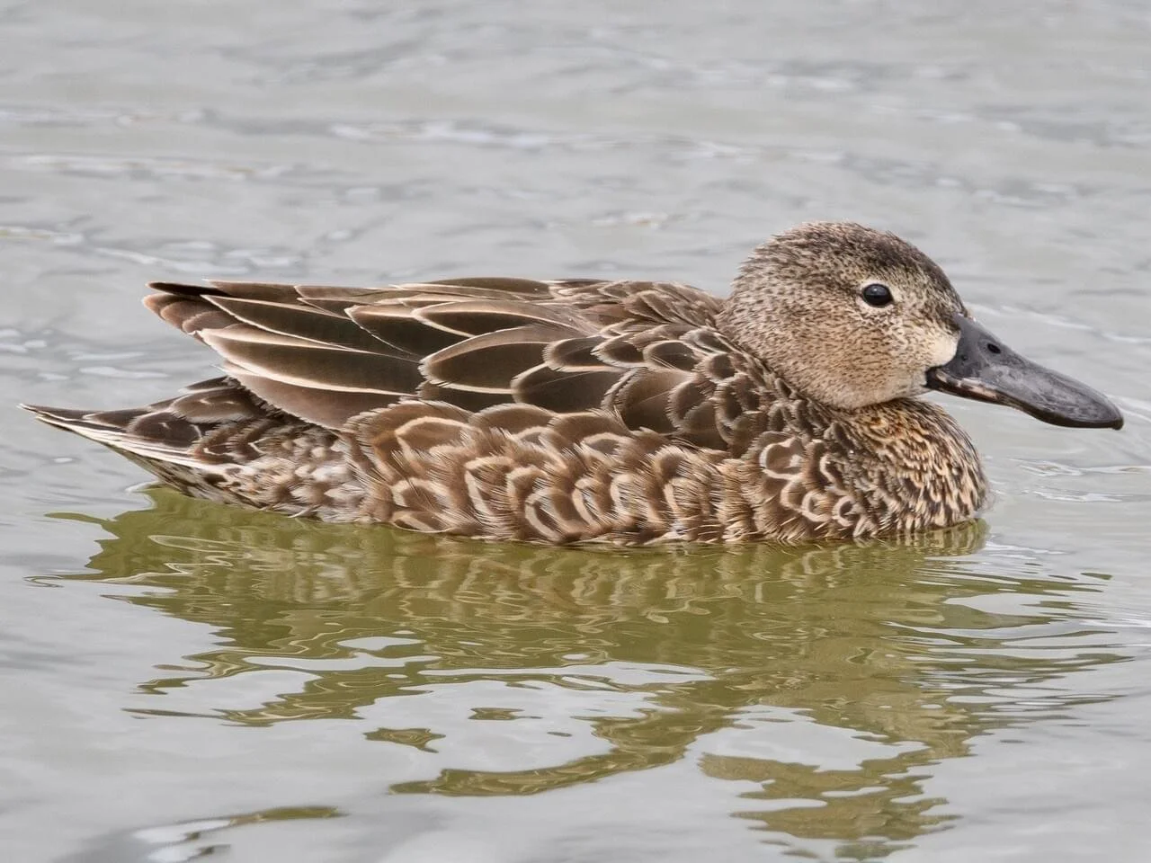 Female/Immature
