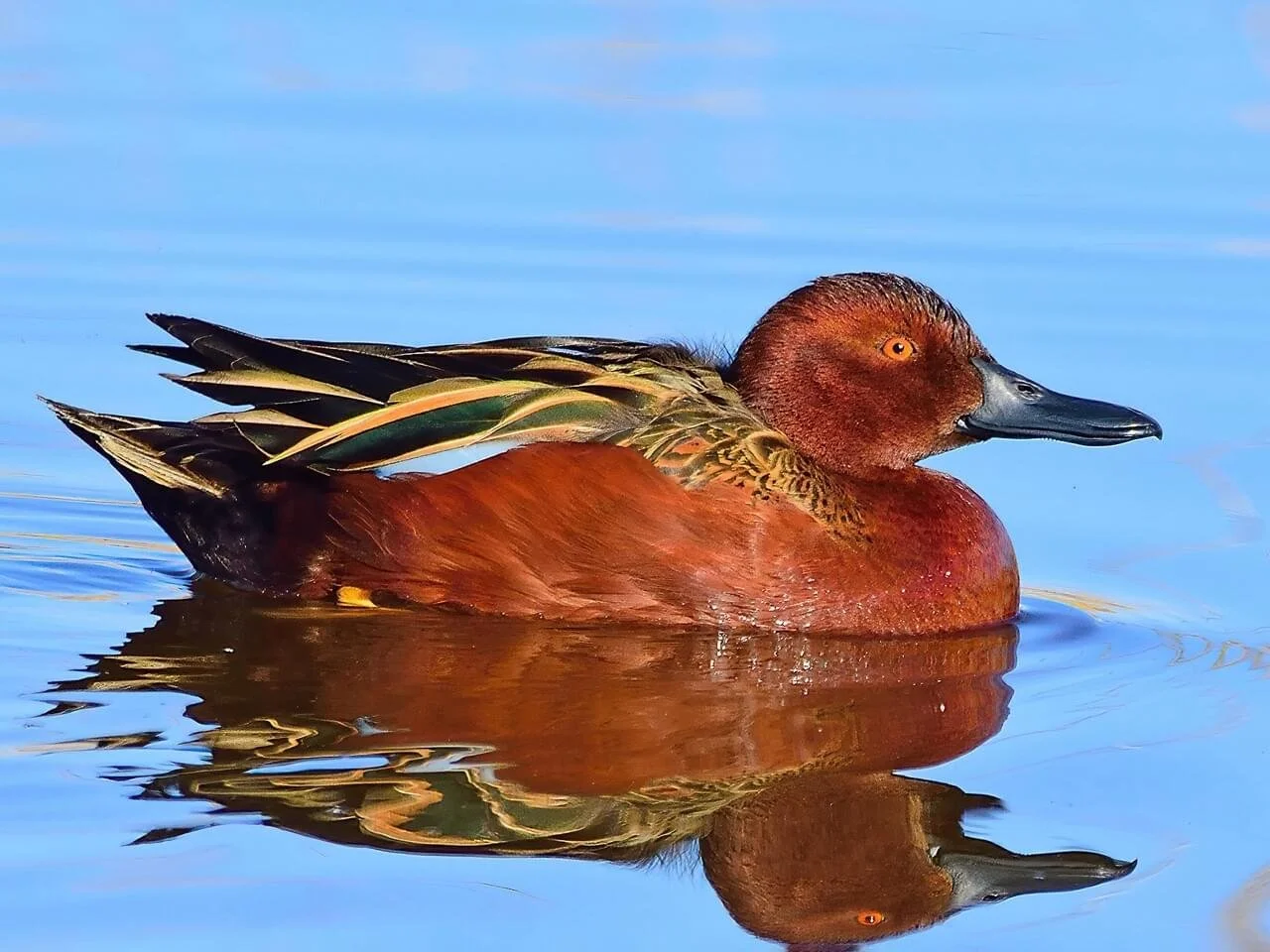 Breeding Male