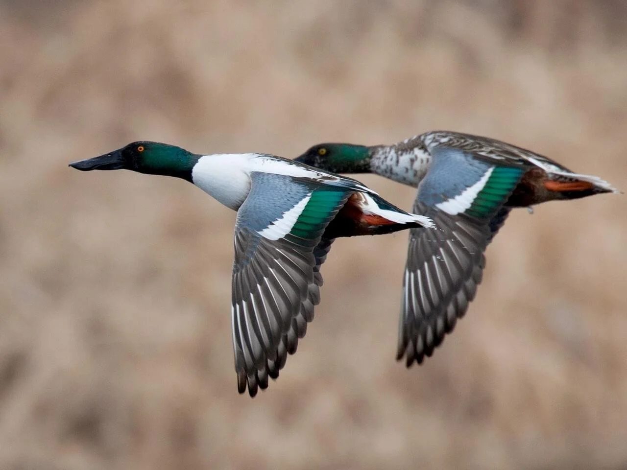 Breeding Males in Flight