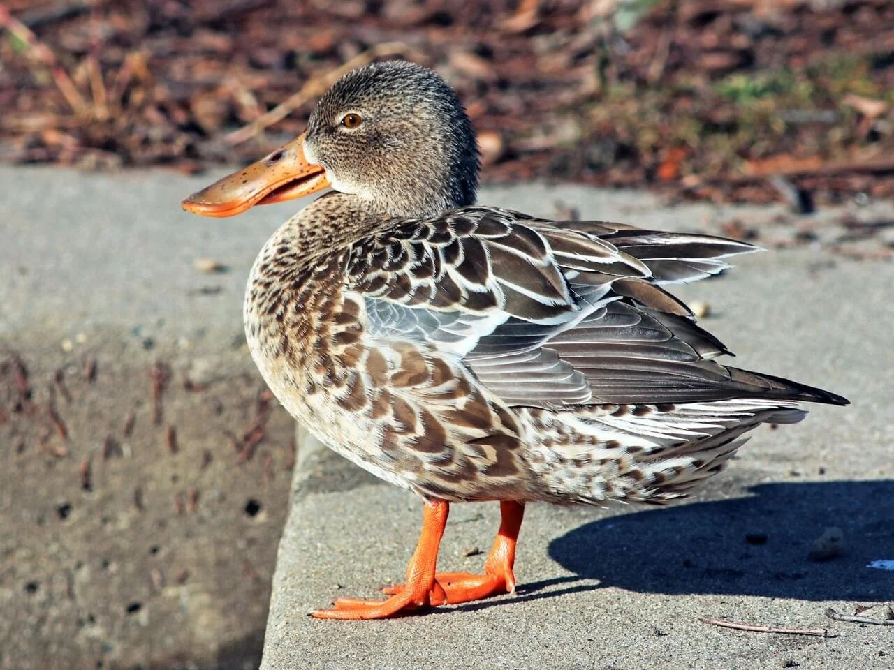 Female