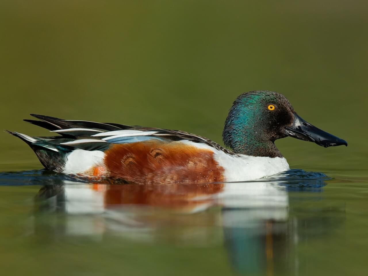 Breeding Male