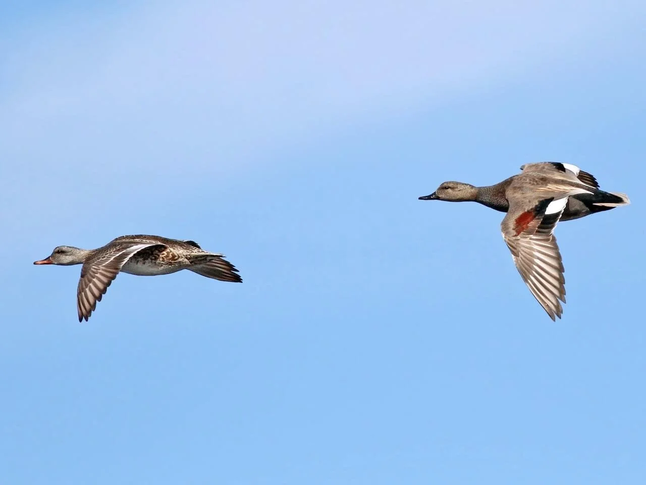 Pair in Flight