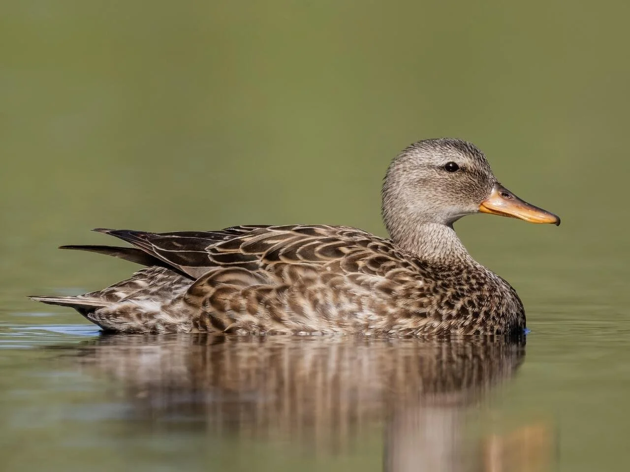 Female