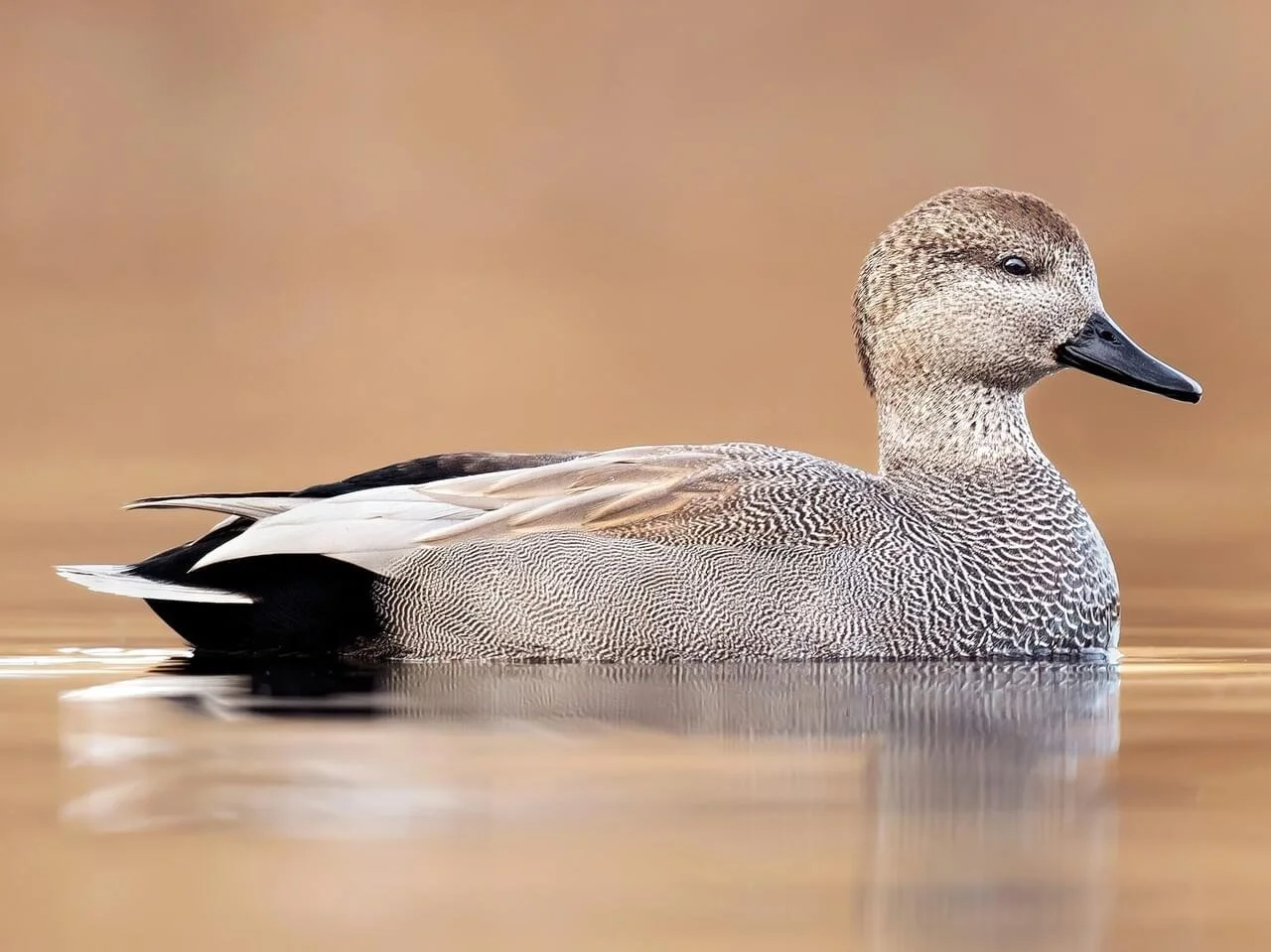 Breeding Male