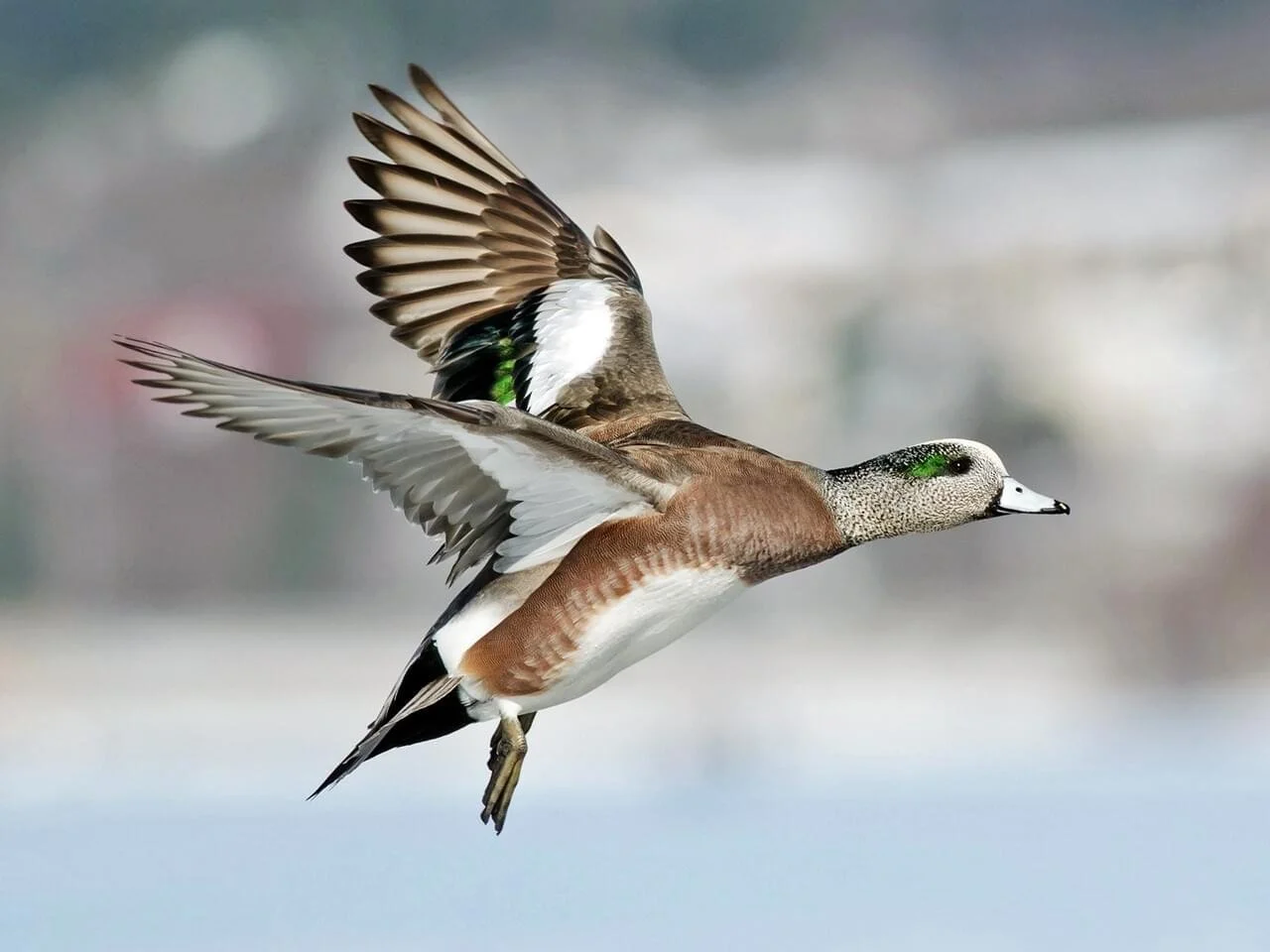 Male in Flight