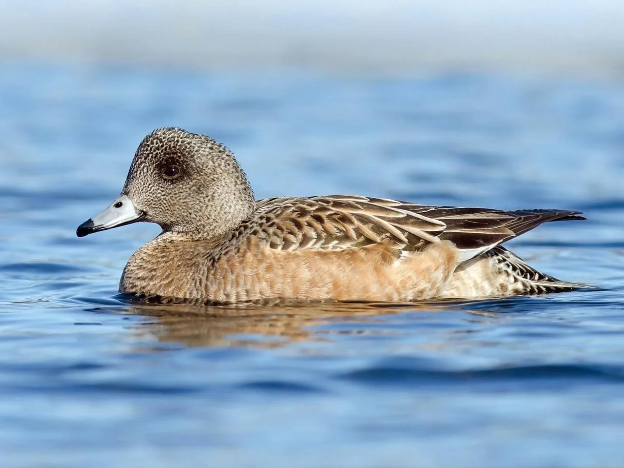 Female