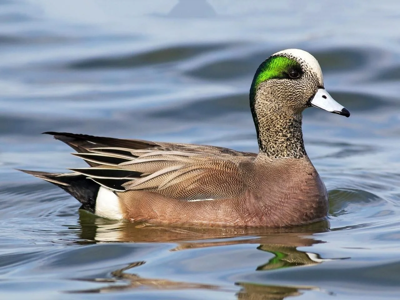 Breeding Male