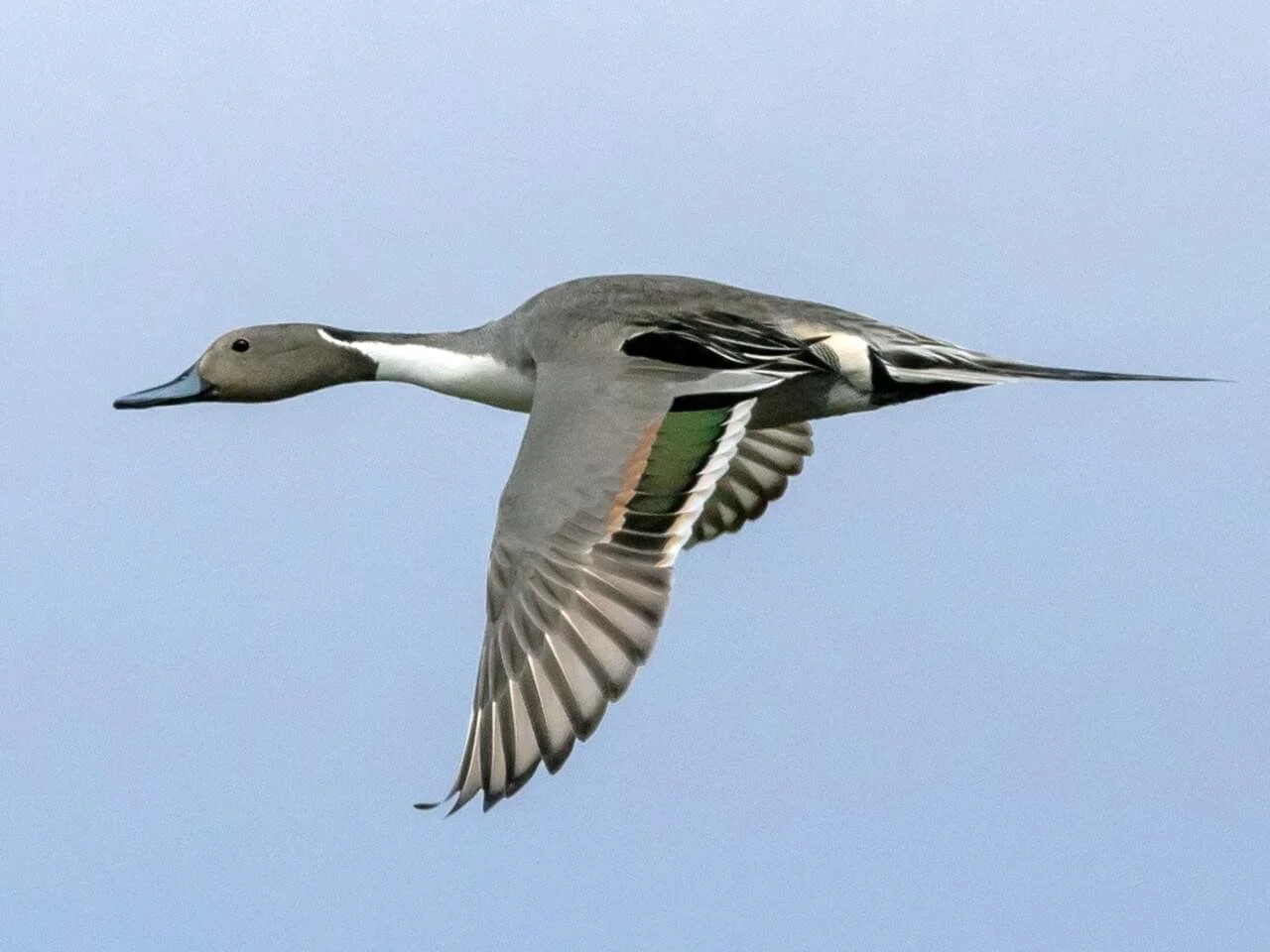 Breeding Male in Flight
