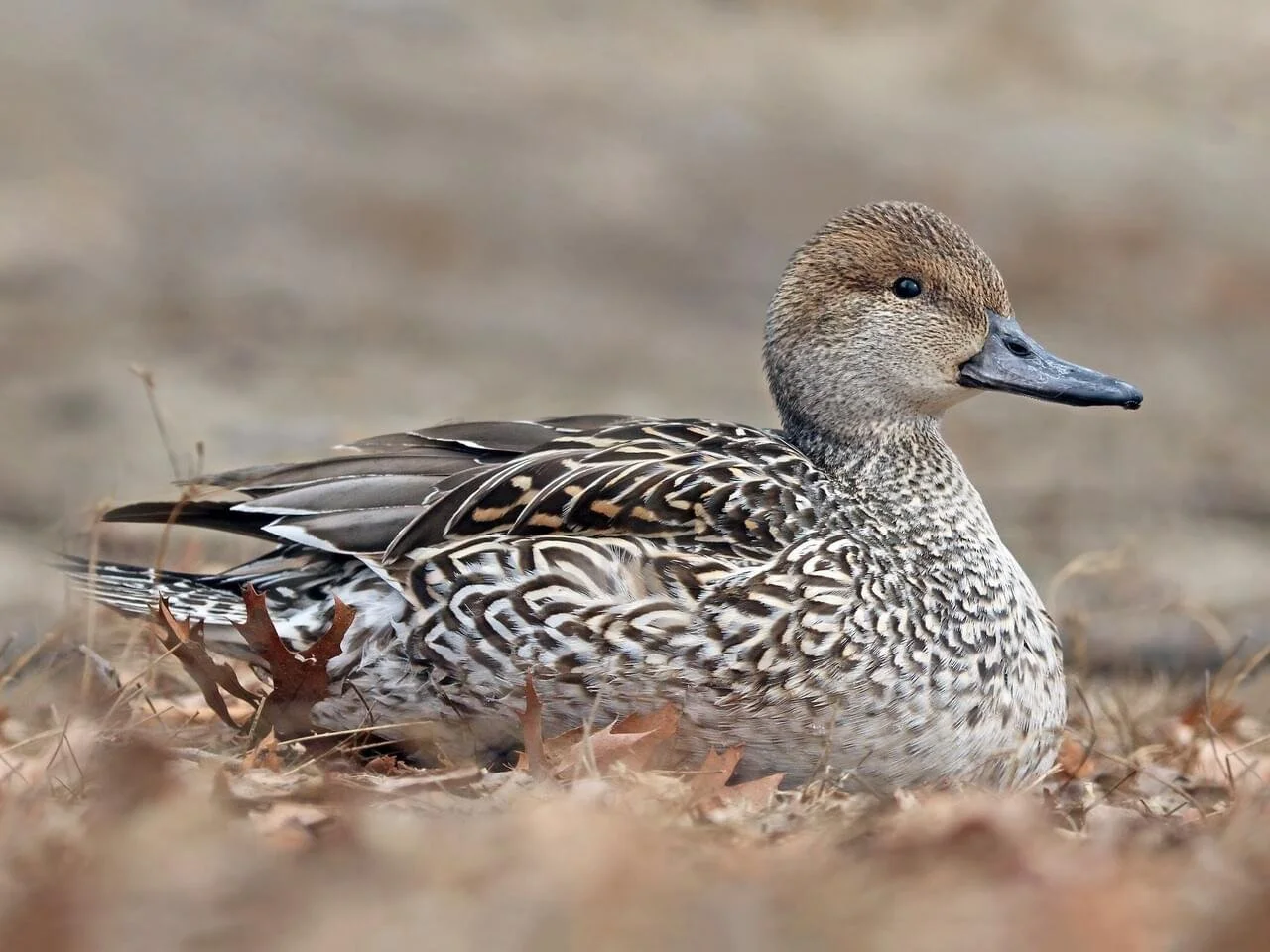 Female