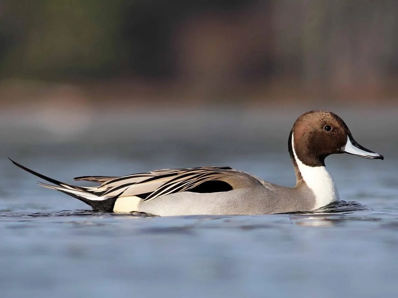 Breeding Male