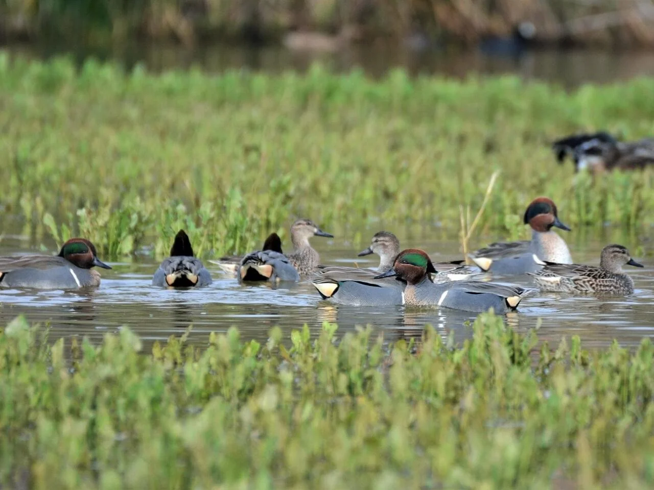 Flock