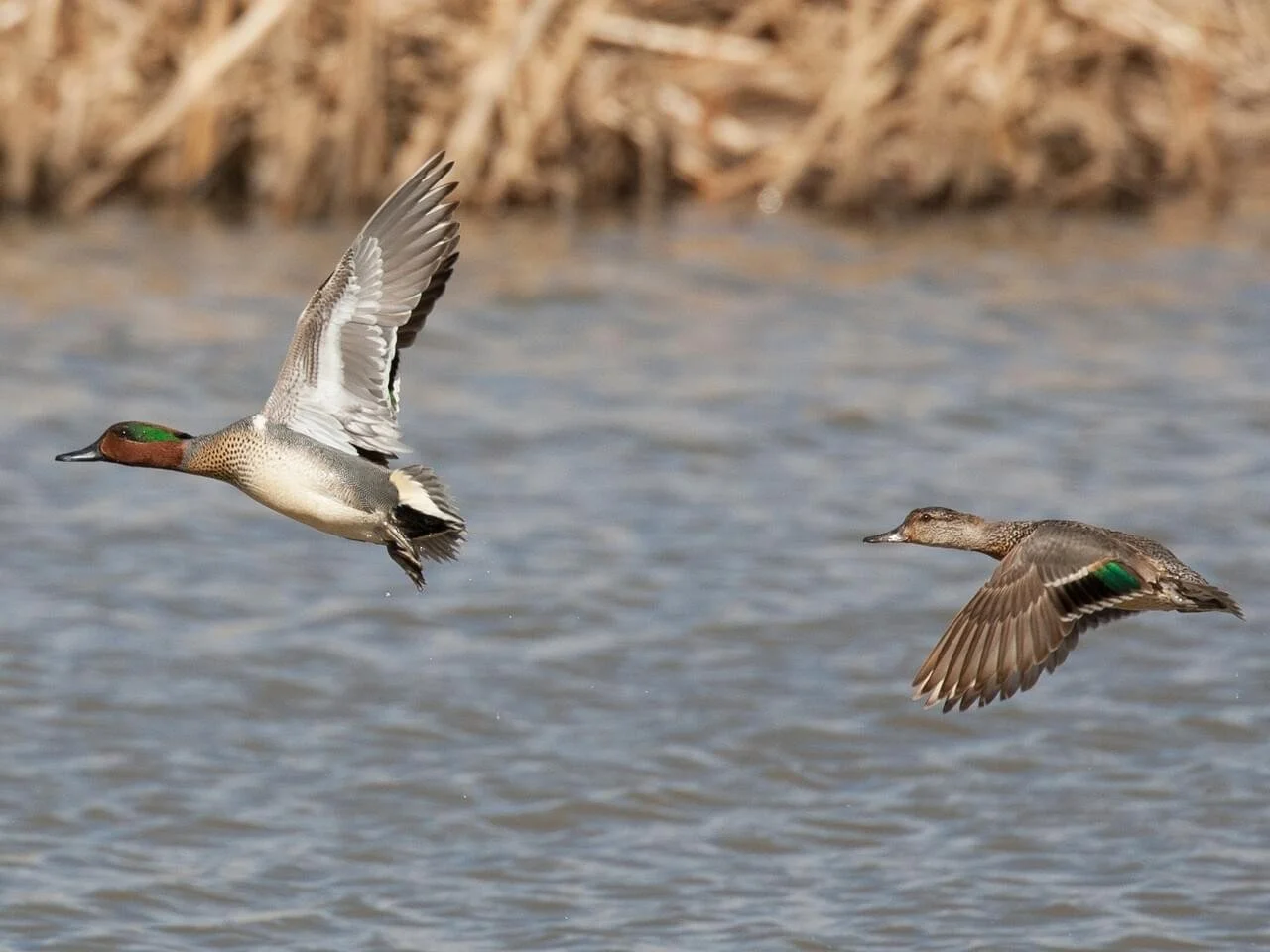 Pair in Flight