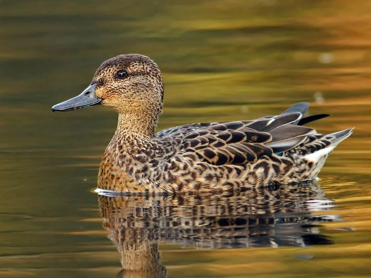 Female