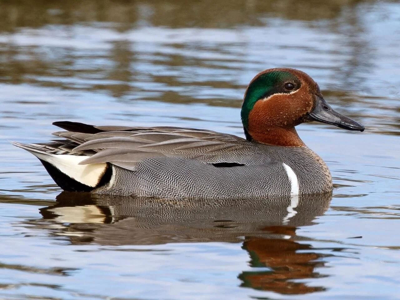 Breeding Male