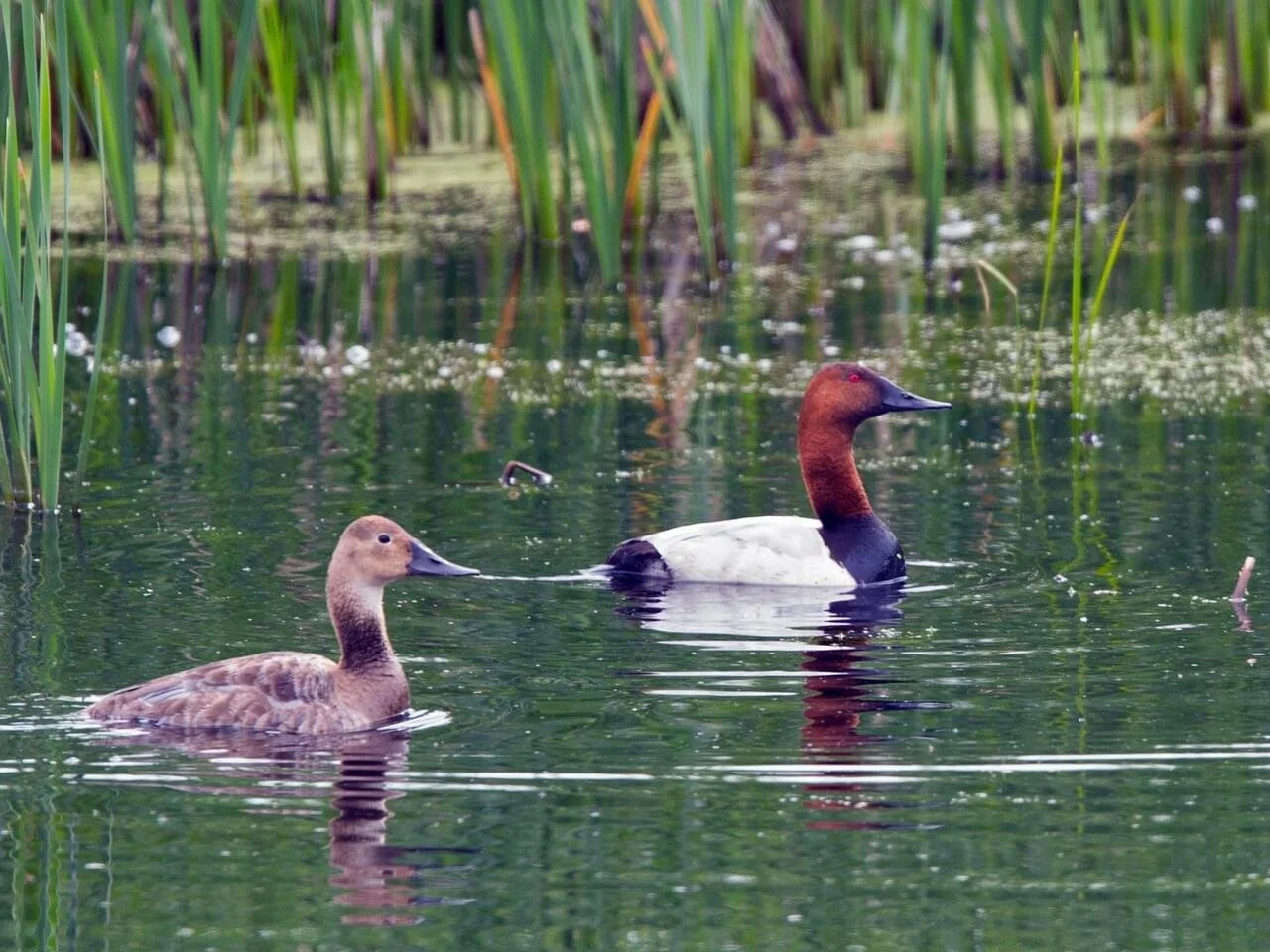 Pair