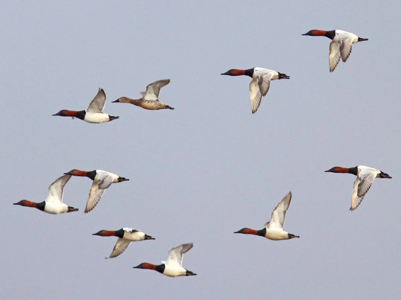 Flock in Flight