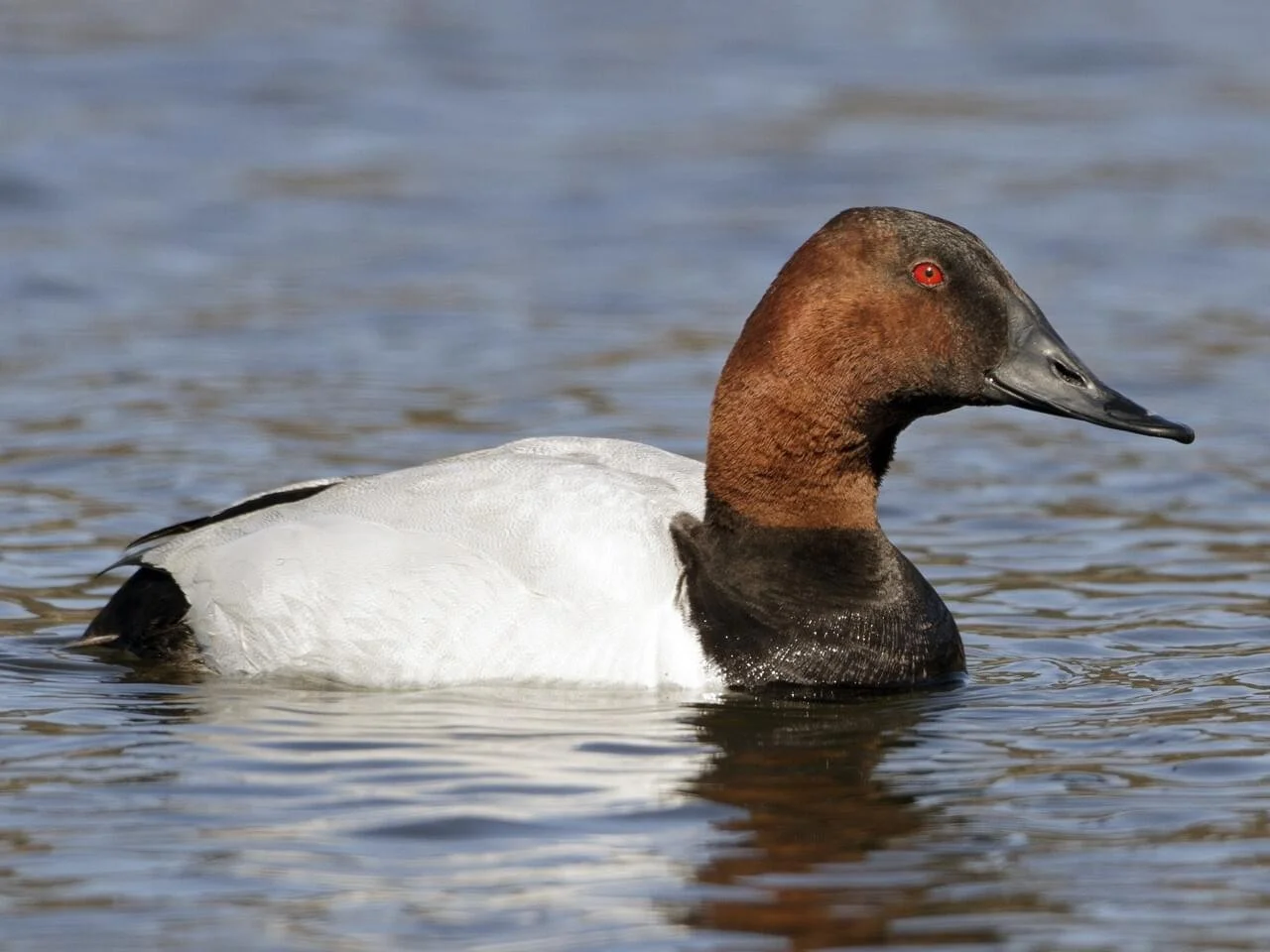 Breeding Male