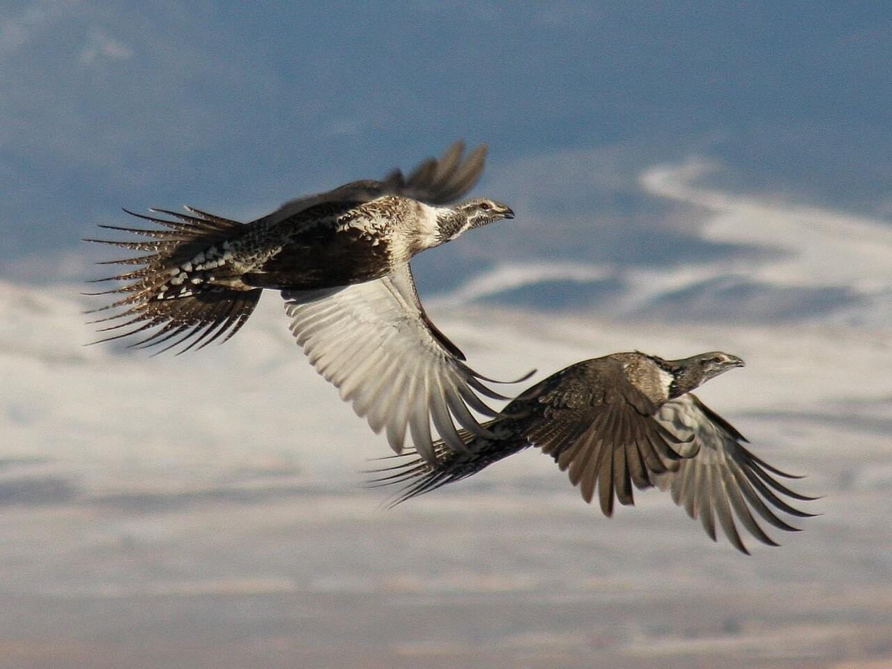 In Flight